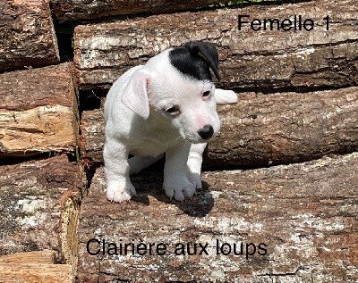 CHIOT F 1