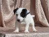 CHIOT MALE 3