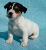CHIOT MALE 1   MAX