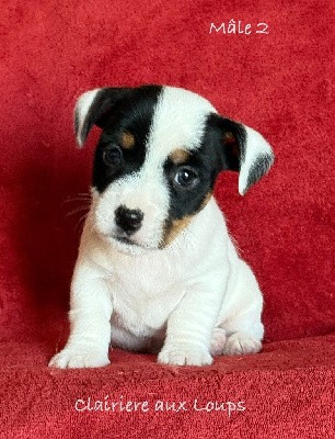 CHIOT Male 2