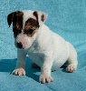 CHIOT MALE 2   MATE