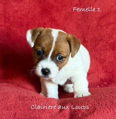 CHIOT femelle 