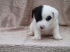 CHIOT MALE 2