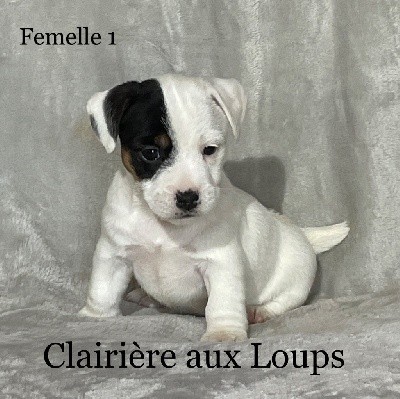 CHIOT FEMELLE 1