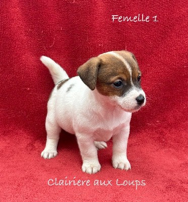 CHIOT femelle 1