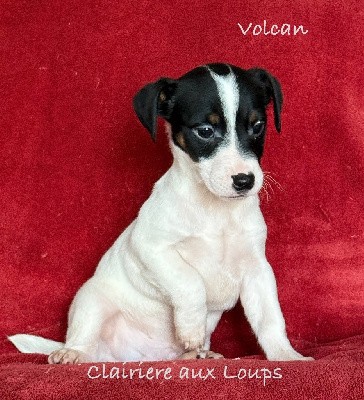 CHIOT mâle 2. VOLCAN