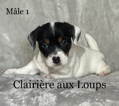 CHIOT MALE 1