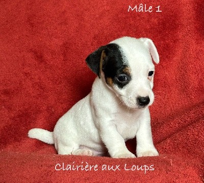 CHIOT mâle 1 