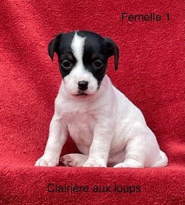 CHIOT FEMELLE 1