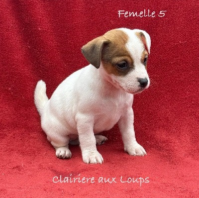 CHIOT femelle 5. VICKY