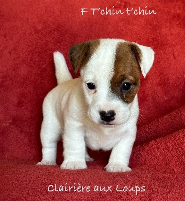 CHIOT femelle 1