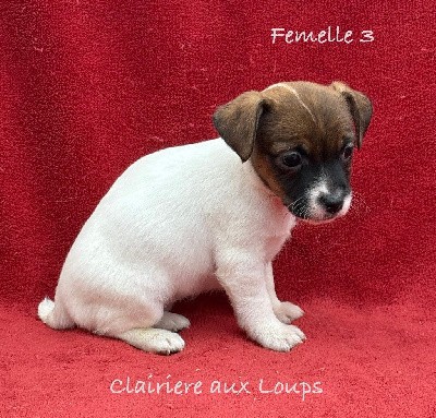 CHIOT femelle 3. VIVY