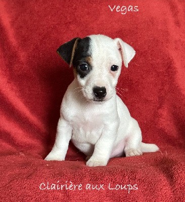 CHIOT mâle 1 