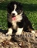 CHIOT MALE 2