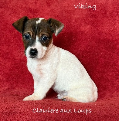 CHIOT male 3.  VIKING