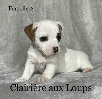 CHIOT FEMELLE 2