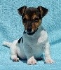 CHIOT MALE 1 NESQUICK