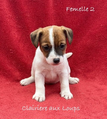 CHIOT femelle 2. VALSEUSE