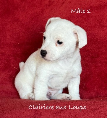 CHIOT male