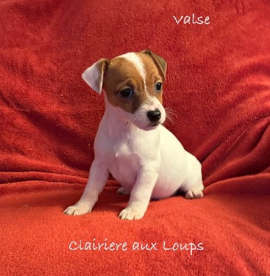 CHIOT femelle 4. VALSE