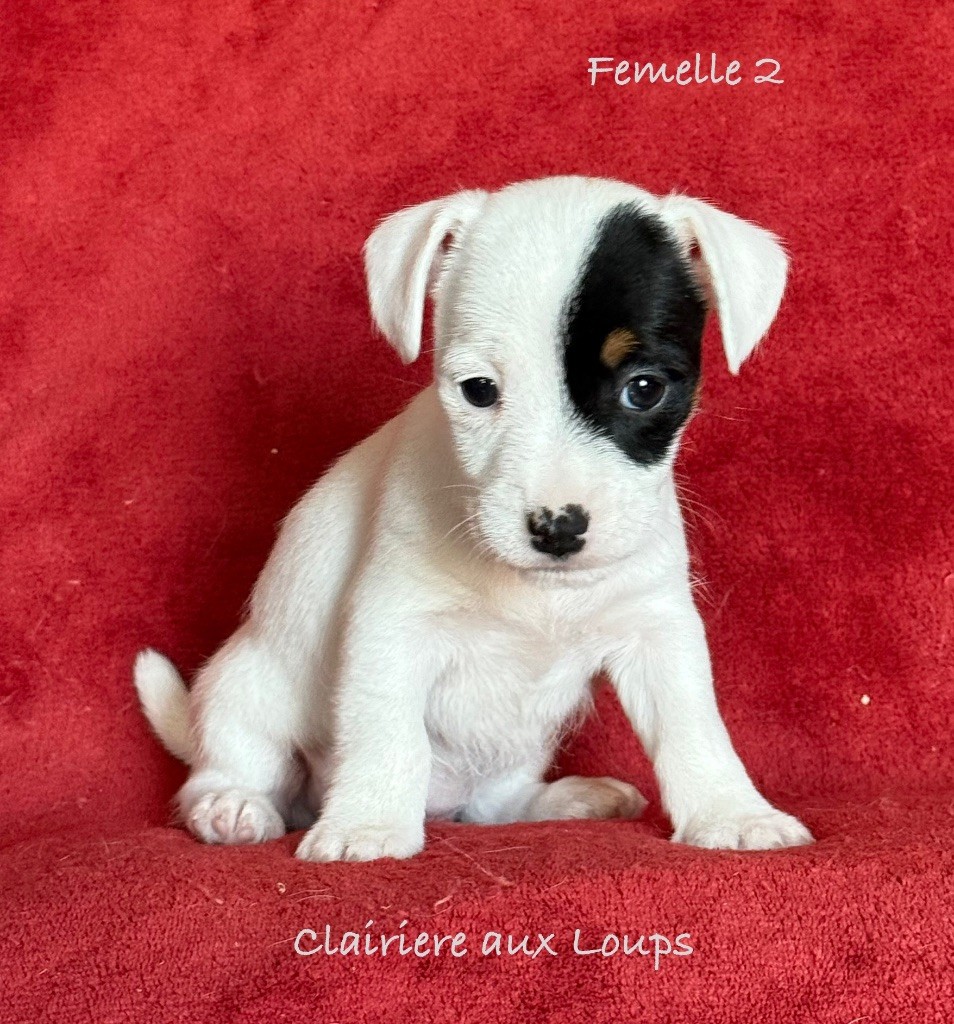 du Domaine de la Clairiere aux Loups - Chiot disponible  - Jack Russell Terrier