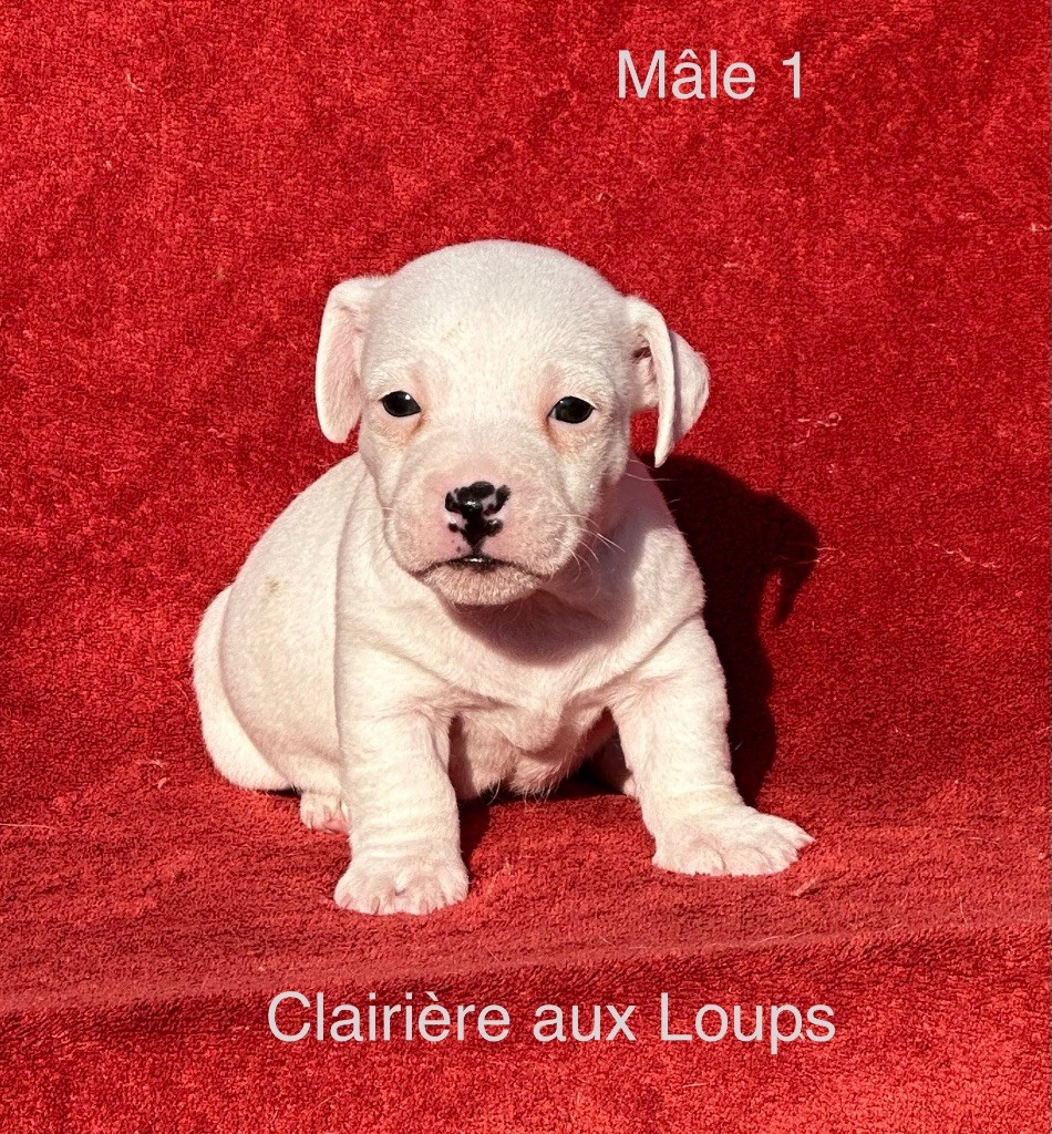 du Domaine de la Clairiere aux Loups - Chiot disponible  - Jack Russell Terrier