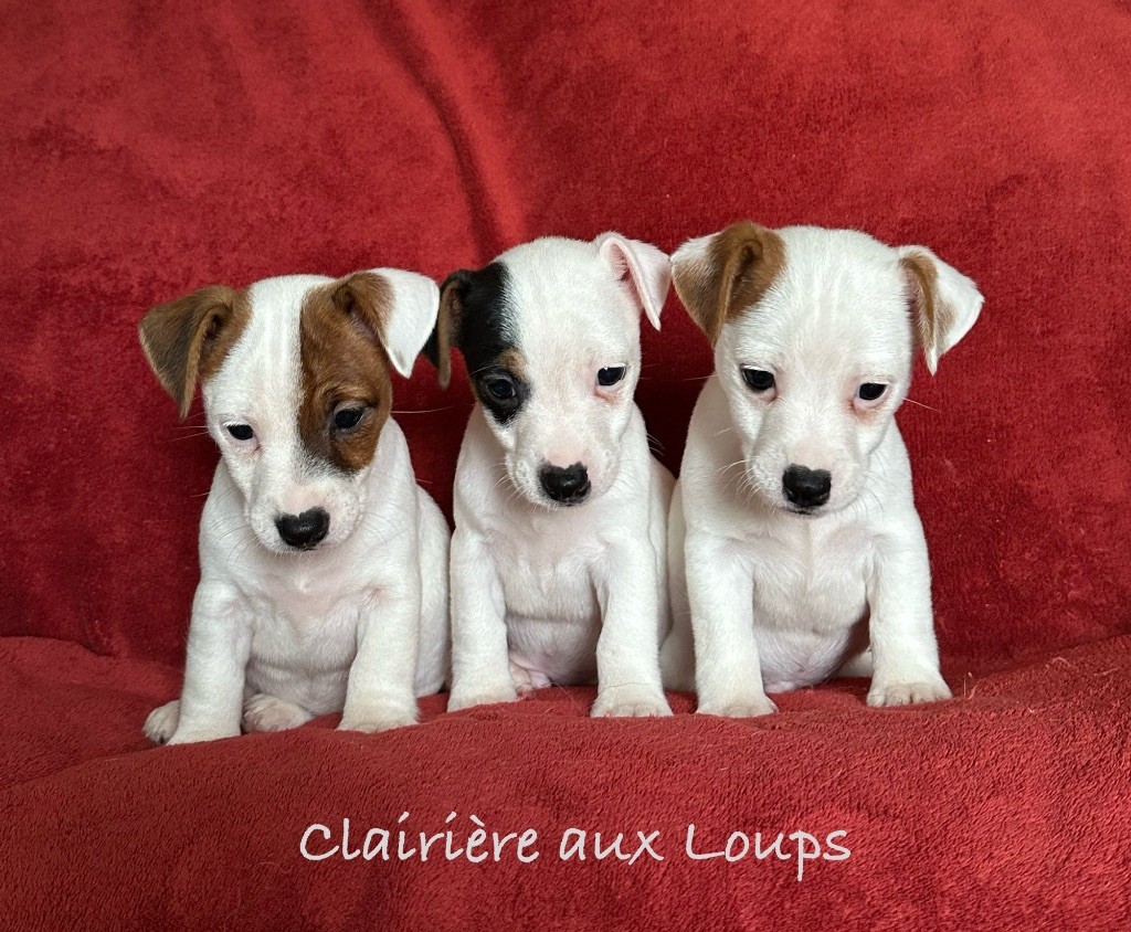 chiot Jack Russell Terrier du Domaine de la Clairiere aux Loups