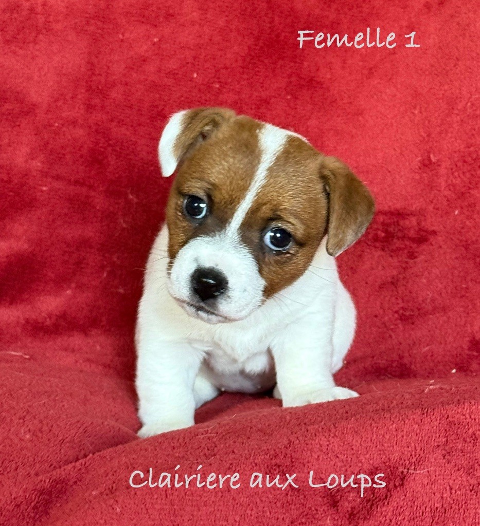 du Domaine de la Clairiere aux Loups - Chiot disponible  - Jack Russell Terrier