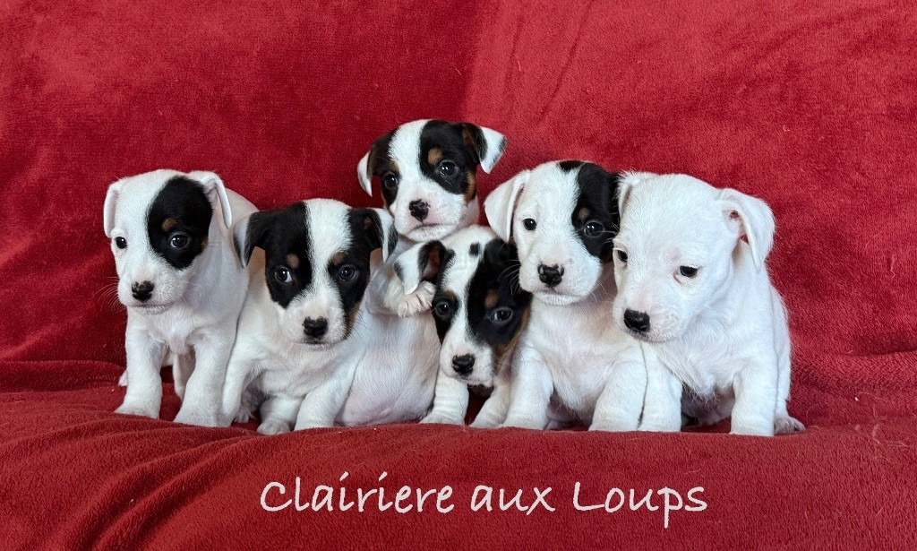 chiot Jack Russell Terrier du Domaine de la Clairiere aux Loups