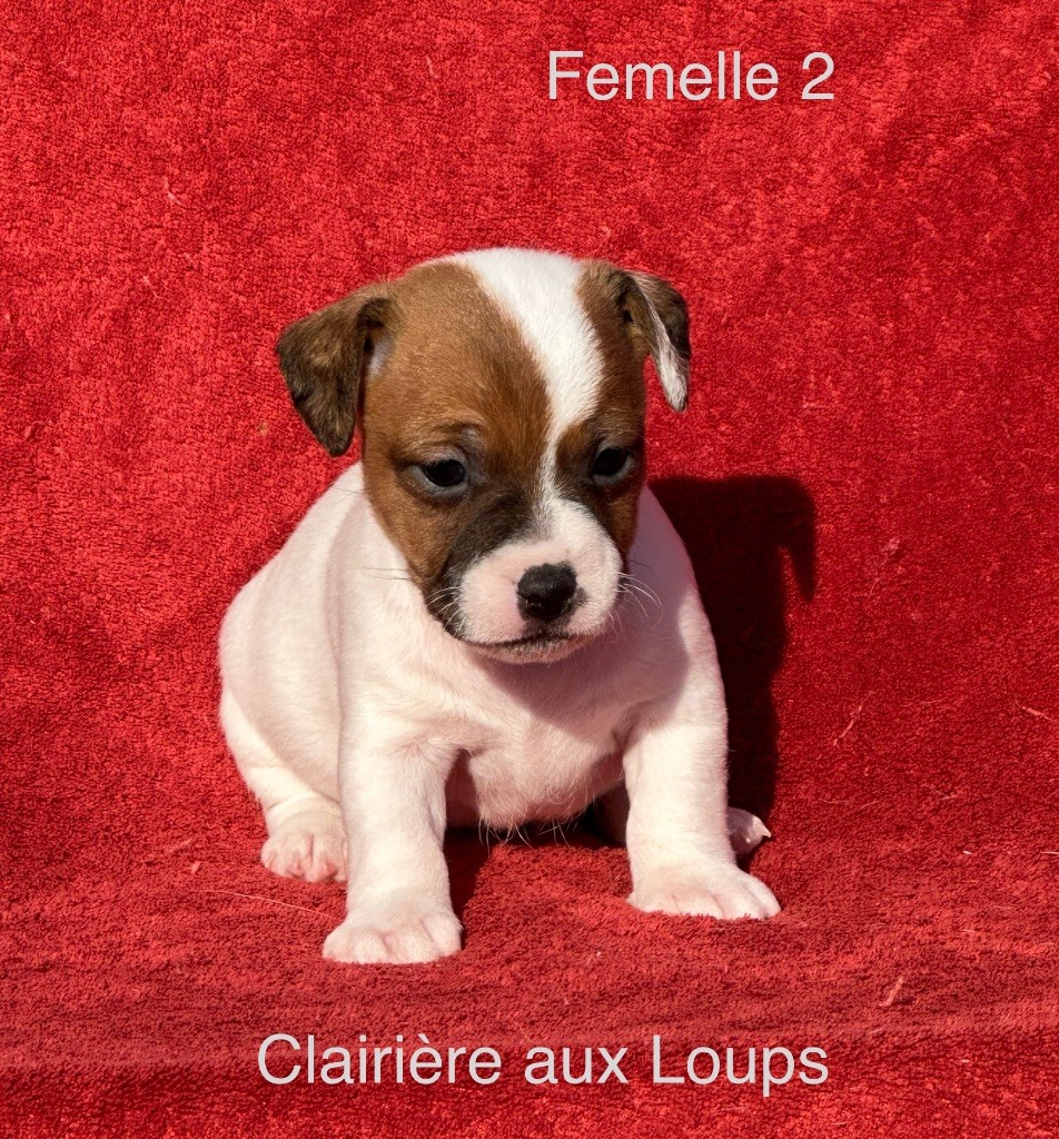 du Domaine de la Clairiere aux Loups - Chiot disponible  - Jack Russell Terrier