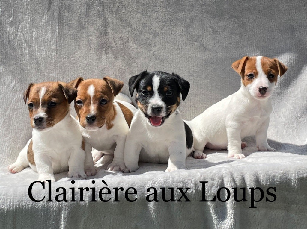 du Domaine de la Clairiere aux Loups - Jack Russell Terrier - Portée née le 10/04/2021