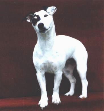 CH. Nikita Du haut de crecy