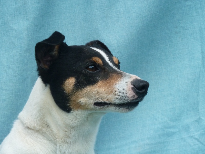 Diego du Domaine de la Clairiere aux Loups
