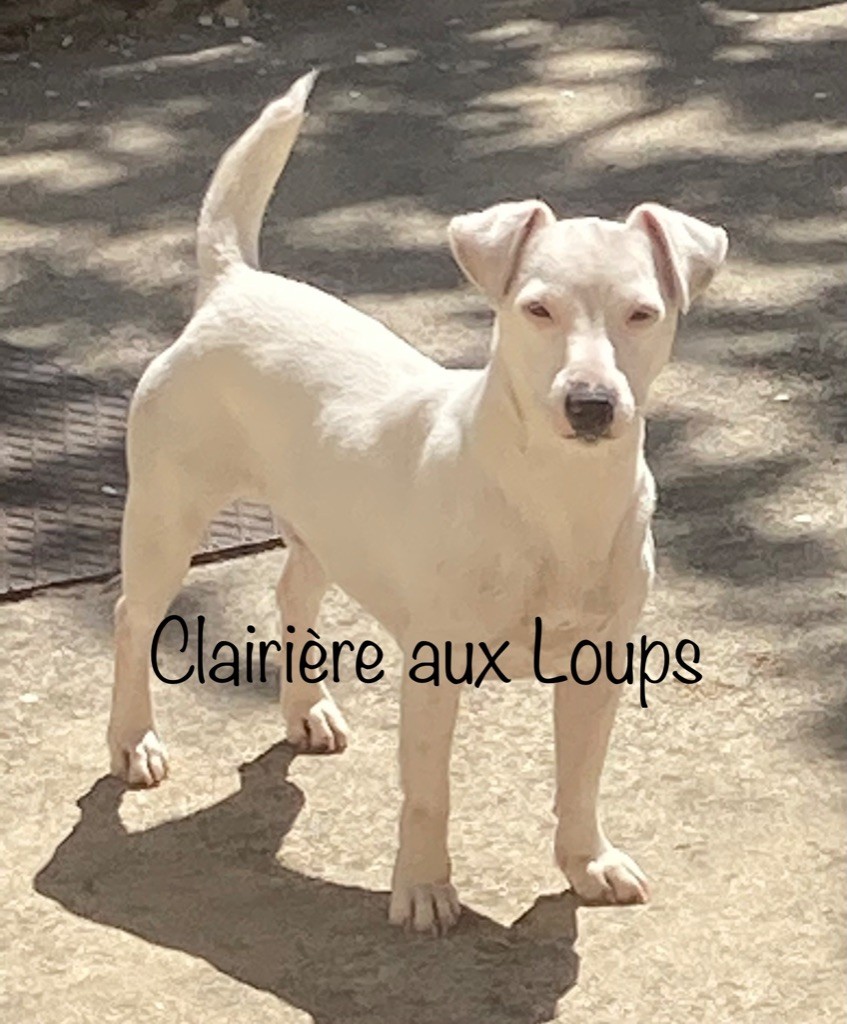 Olala du Domaine de la Clairiere aux Loups