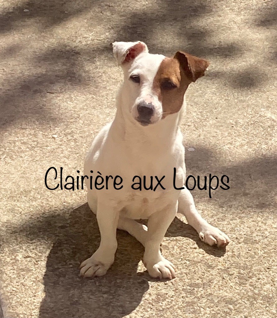 O vive du Domaine de la Clairiere aux Loups