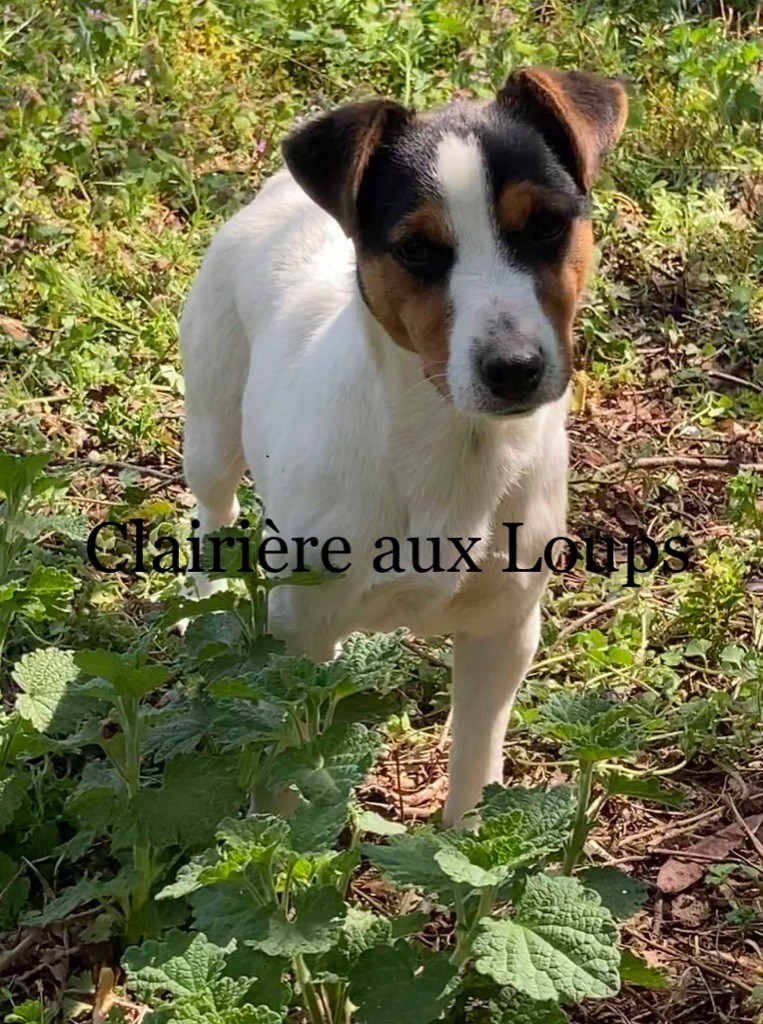 R indiana du Domaine de la Clairiere aux Loups