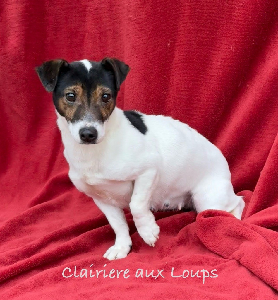 Sapristi du Domaine de la Clairiere aux Loups
