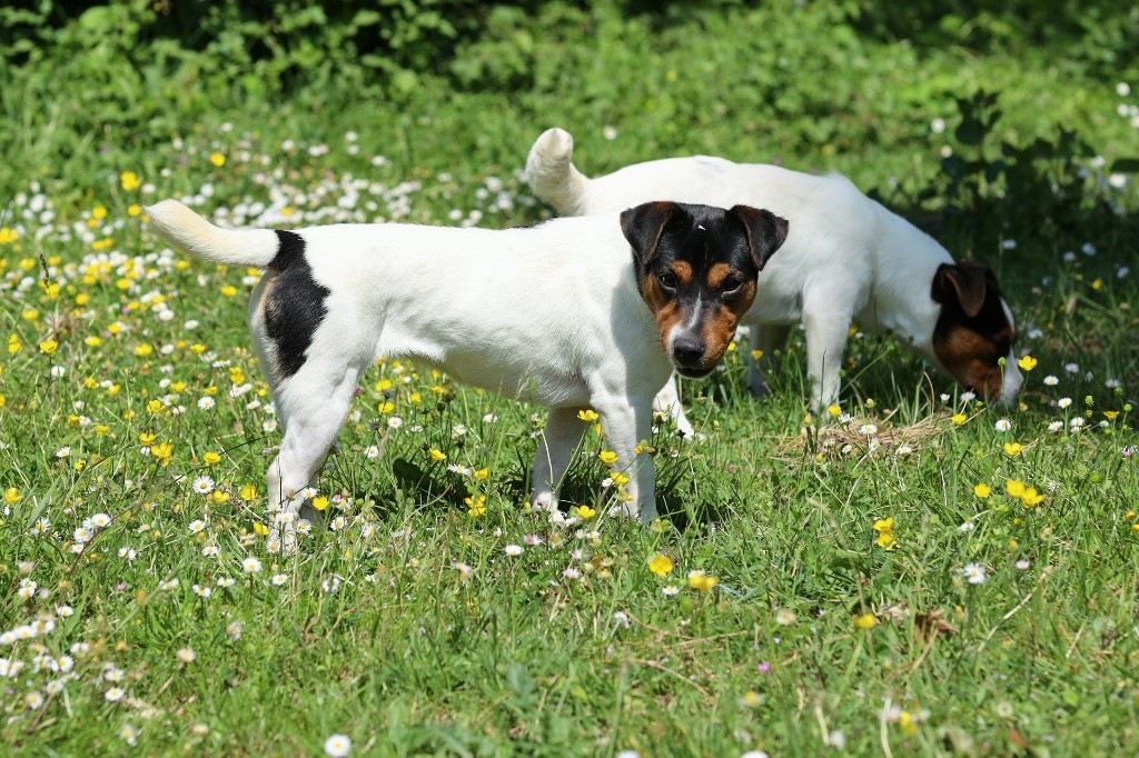 Victoire du Domaine de la Clairiere aux Loups