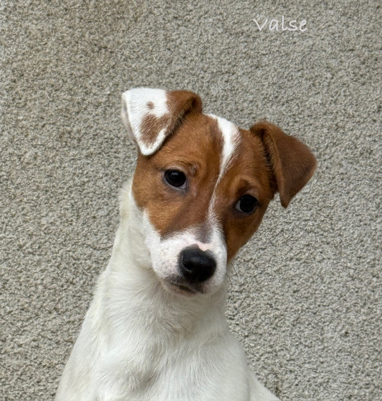 Valse du Domaine de la Clairiere aux Loups