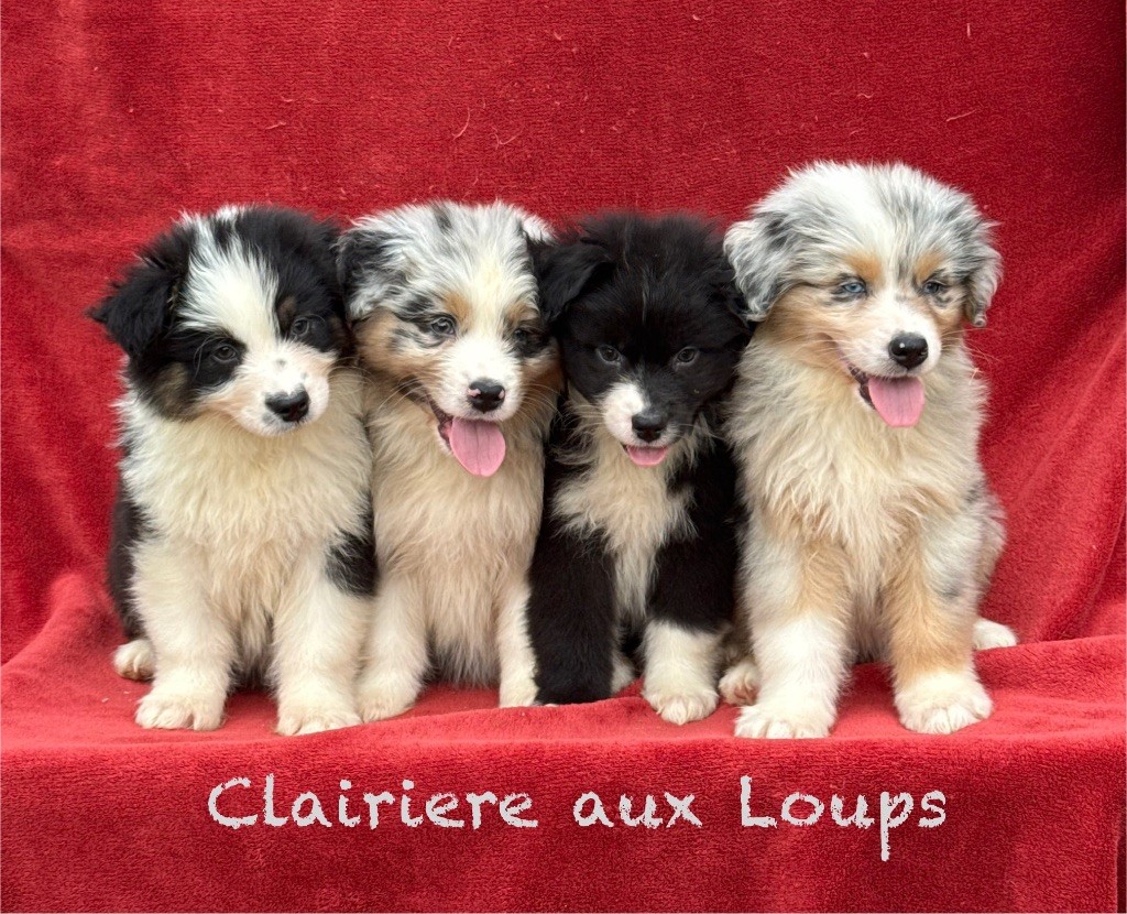 Disponibles  4 mâles et 1 femelle 