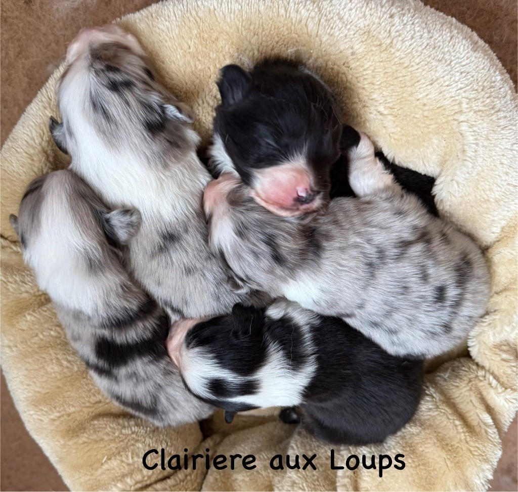 du Domaine de la Clairiere aux Loups - À réserver : 4 mâles et 1 femelle disponibles mi juin