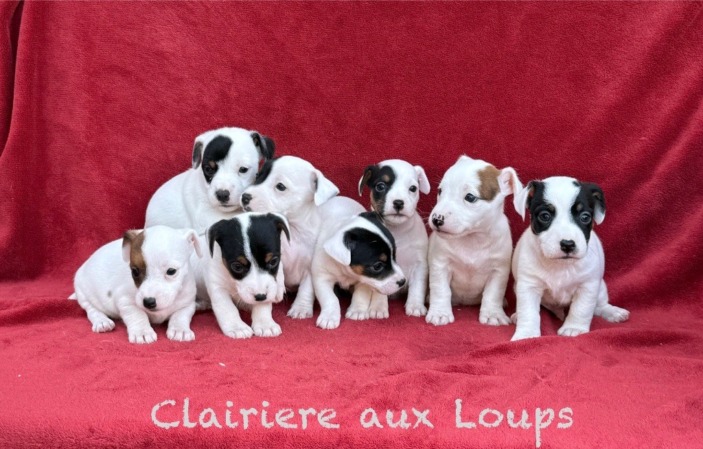 À réserver 5 mâles et 3 femelles LOF disponibles mi septembre 