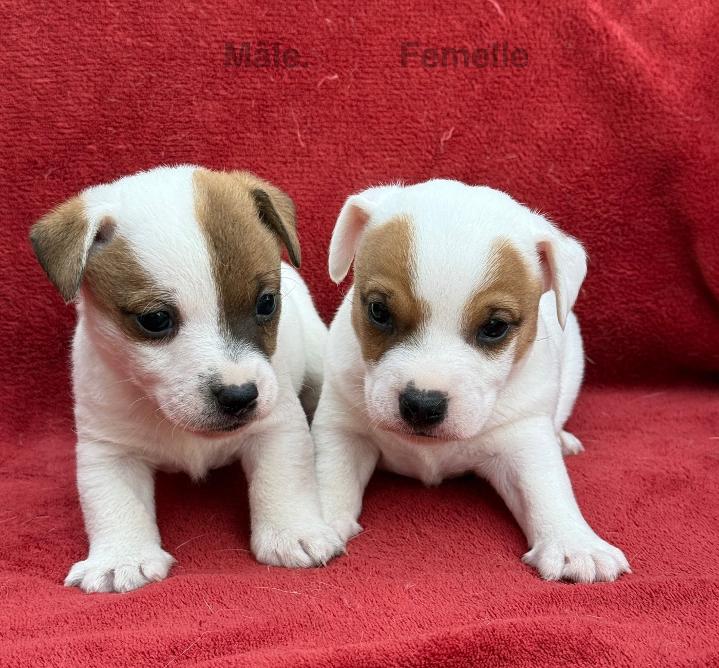 1 mâle et 1 femelle LOF disponibles