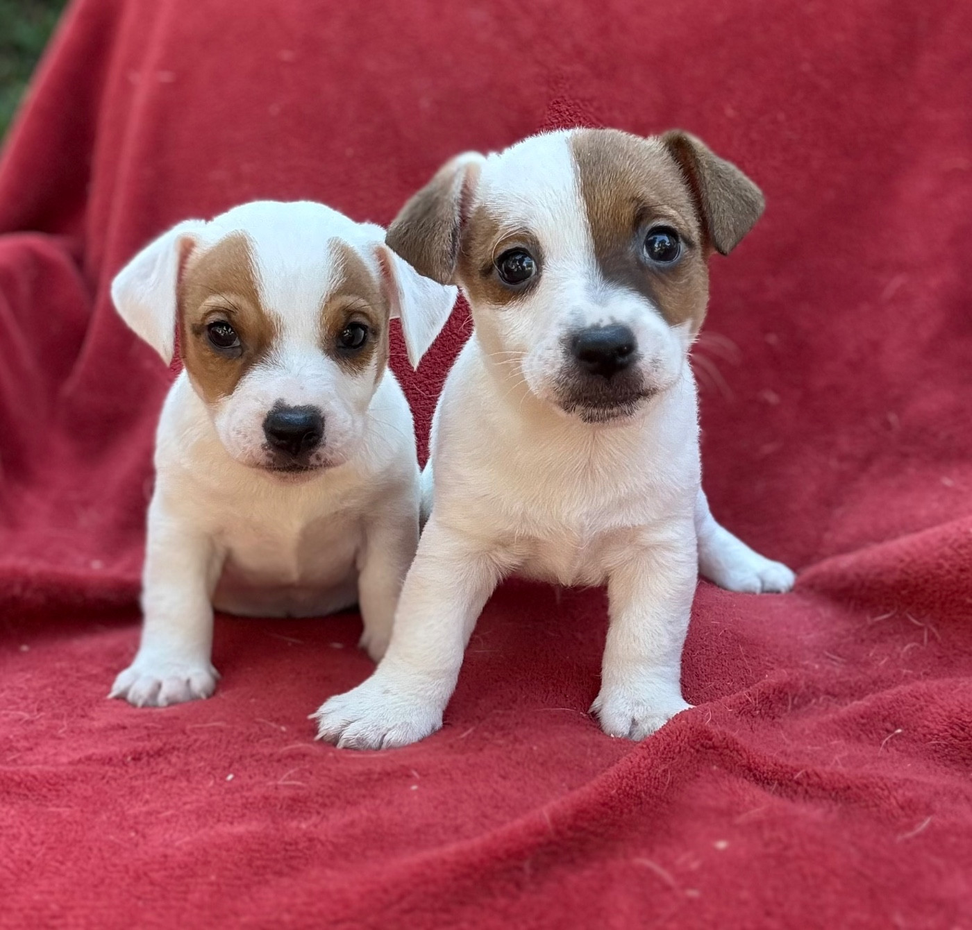 1 mâle et 1 femelle LOF disponibles