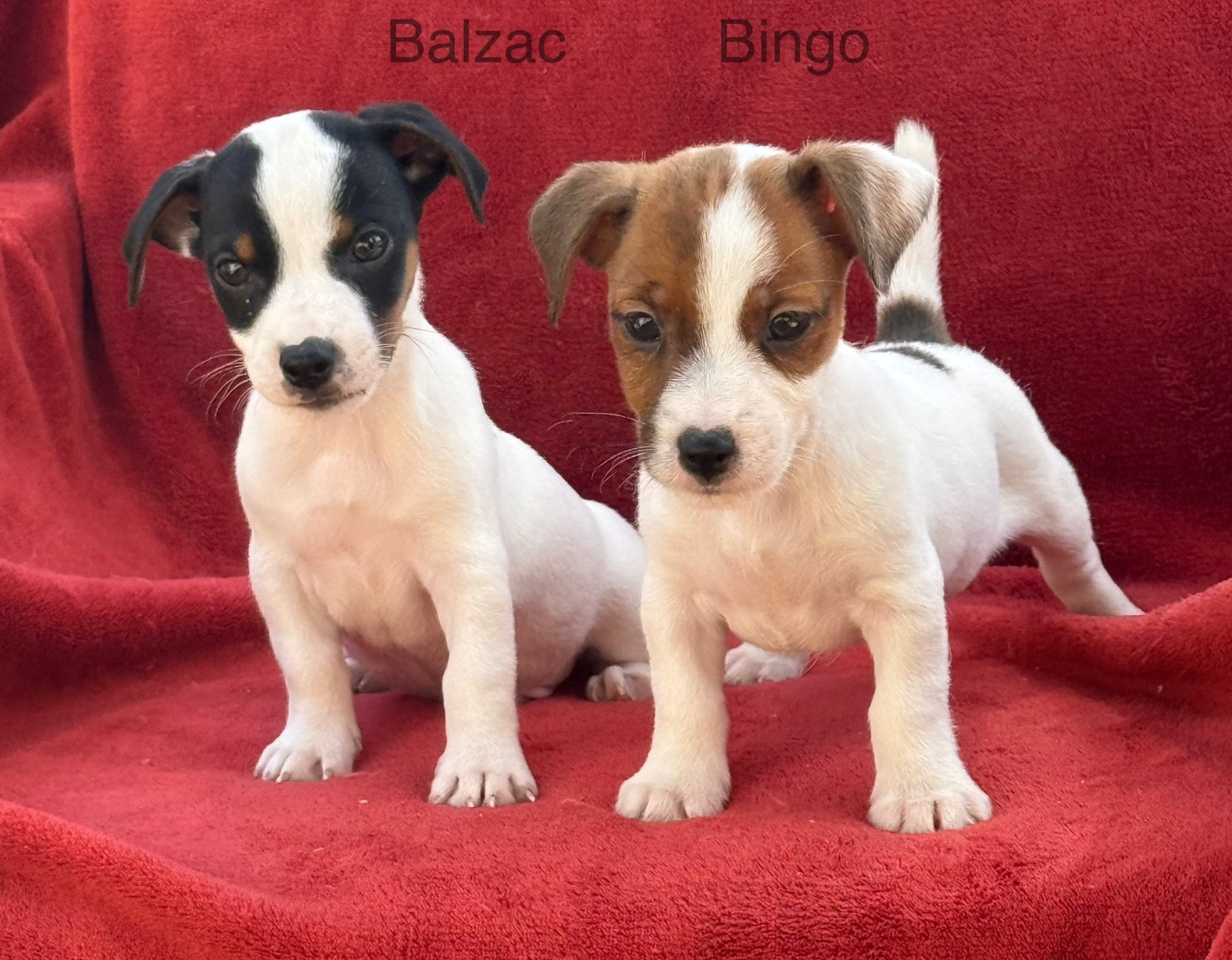 du Domaine de la Clairiere aux Loups - Balzac et Bingo disponibles