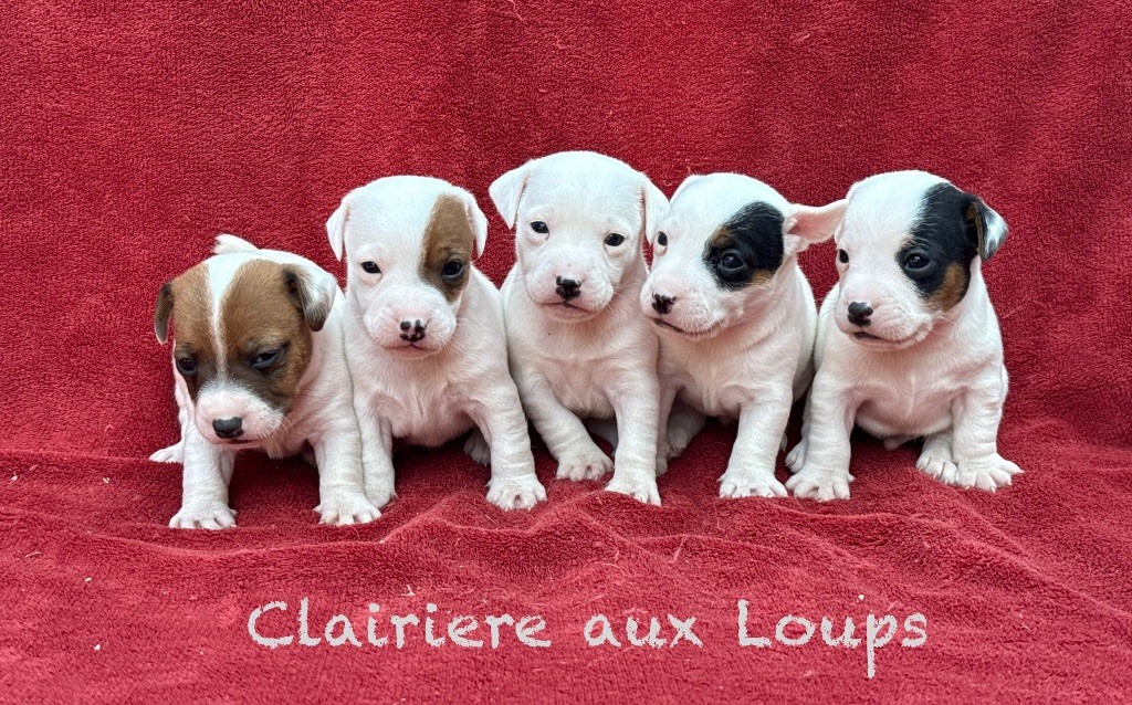 du Domaine de la Clairiere aux Loups - À réserver la portée de Rosemary et de Rocco 4 mâles et 1 femelle