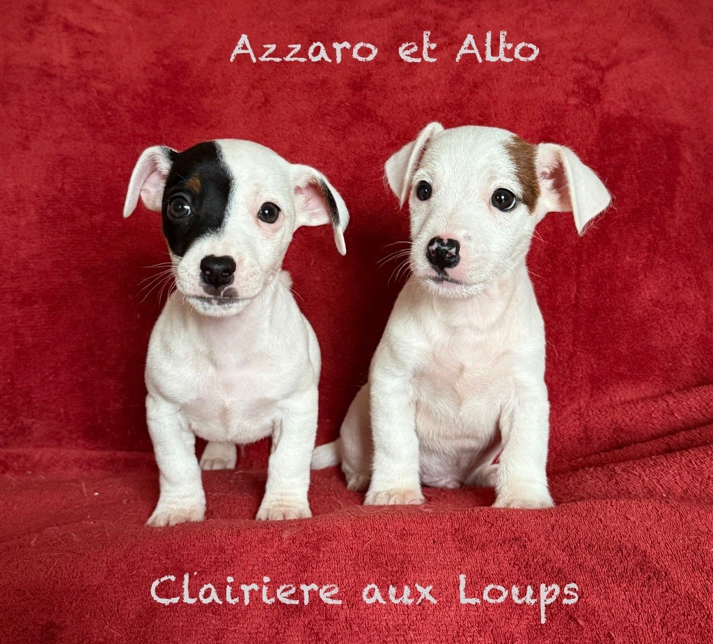 Disponibles 2 mâles  LOF 