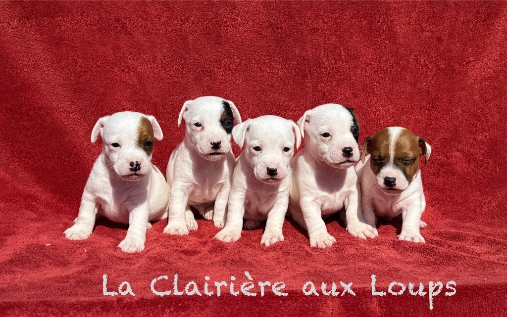 du Domaine de la Clairiere aux Loups - À réserver la portée de Rosemary et de Rocco 4 mâles et 1 femelle 