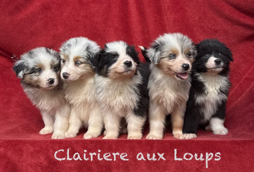 Disponibles  4 mâles et 1 femelle 