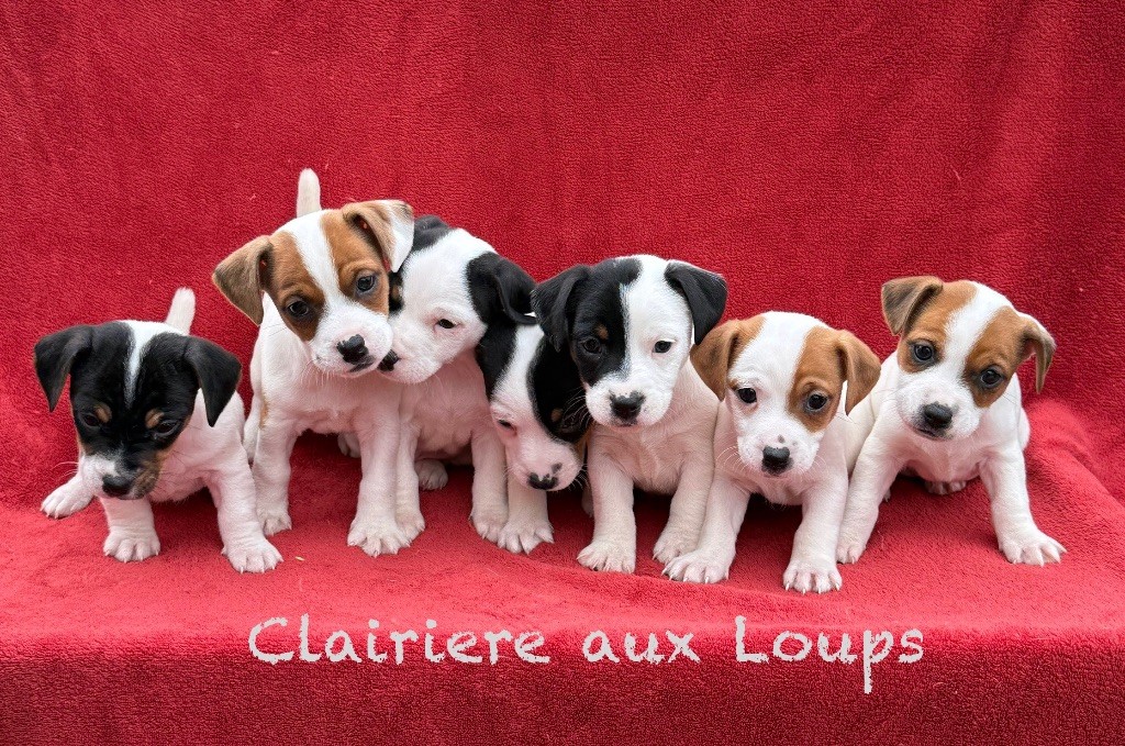 du Domaine de la Clairiere aux Loups - À réserver 7 petits mâles LOF